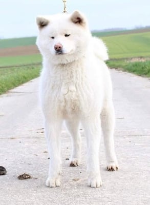 Étalon Akita - hakuba mori no tama Kimiko