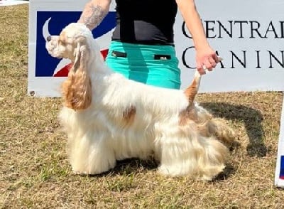 Étalon American Cocker Spaniel - Space bound at meggie 's of jupiter