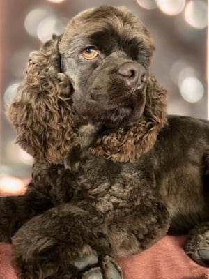 Soprano De L'écrin Des Précieuses