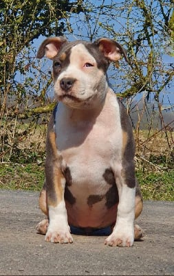 Étalon American Staffordshire Terrier - Very cute eiywa (Sans Affixe)
