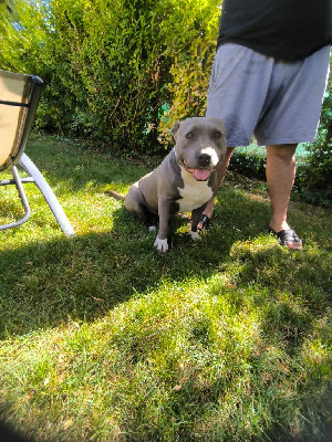 Étalon American Staffordshire Terrier - Rayka (Sans Affixe)