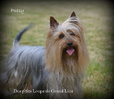 Étalon Australian Silky Terrier - Pussy Des P'tits Loups De Grand Lieu