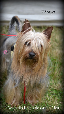 Étalon Australian Silky Terrier - Tempo Des P'tits Loups De Grand Lieu