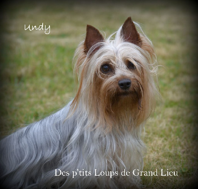 Étalon Australian Silky Terrier - Undy Des P'tits Loups De Grand Lieu