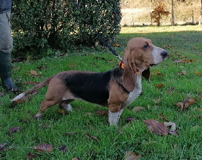 Étalon Basset Artesien Normand - Sun (Sans Affixe)