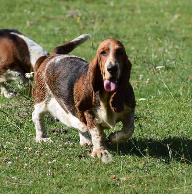 Étalon Basset Hound - Viennoise des Cotes de la Saunade