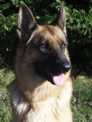 Étalon Berger Allemand - Pholly de la Gaïdocienne