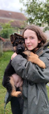 Étalon Berger Allemand - AÏga Du Fort De Plappeville