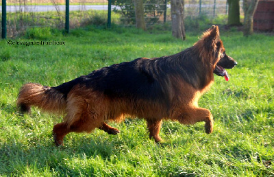 Étalon Berger Allemand - Vodka Des Trois Lieux