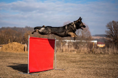 Étalon Berger Allemand - Absolute fury omegas lagacy
