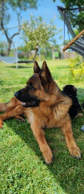 Étalon Berger Allemand - Uzo Du Fort De Plappeville