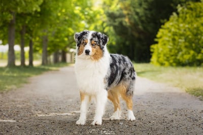 Étalon Berger Australien - Too much tessi du Jardin des Heliades
