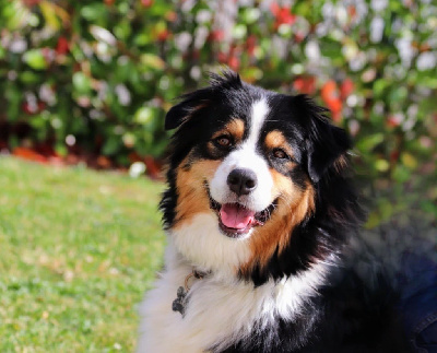 Étalon Berger Australien - Time love De La Baronnerie Des Cuillerdier