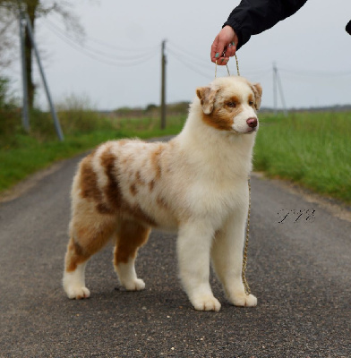 Étalon Berger Australien - Un point c'est toi De La Vallée D'eska