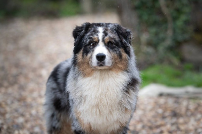 Étalon Berger Australien - Na Caorrun Tennessee blue