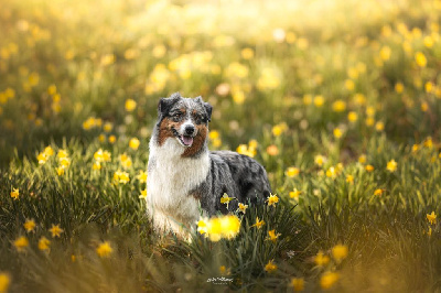 Étalon Berger Australien - nebesniy aljans Emily