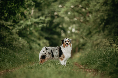 Étalon Berger Australien - Un baiser volé De La Vallée D'eska