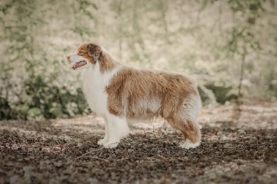 Étalon Berger Australien - Oh sugar & spice De La Vallée D'eska