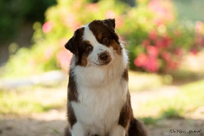 Étalon Berger Australien - Upon the story of' mei-mei Du Rêve Austral