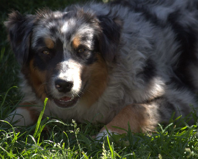 Étalon Berger Australien - Protect The Life Vampire diaries victory