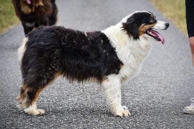 Étalon Berger Australien - Starlight des Légendes de Maika