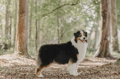 Étalon Berger Australien - Pom' pom' girl De La Vallée D'eska