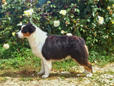 Étalon Berger Australien - Very black blue eyes valky Du Domaine Du Clos Australien