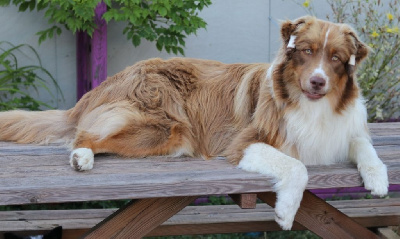 Étalon Berger Australien - Vvay out easy gibson De La Terre De Canaan
