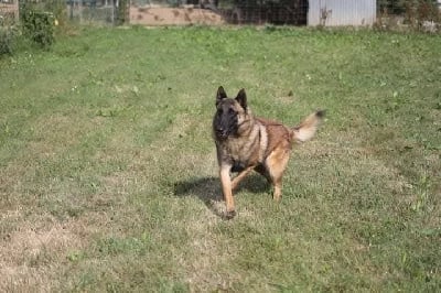 Phoebus du Domaine de Vauroux