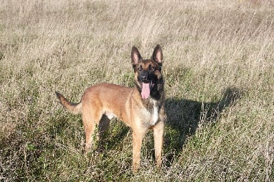 Étalon Berger Belge - Riddick Du Bois De Gal