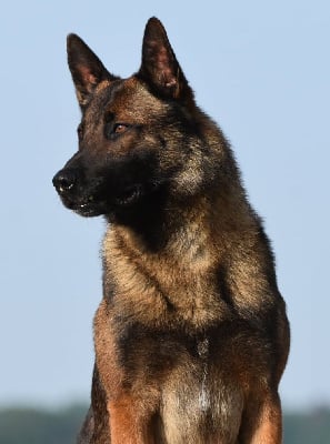 Étalon Berger Belge - Seedjy de la vallée du grand loup