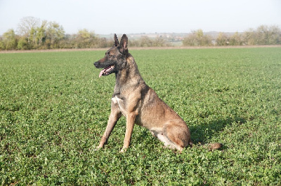 Étalon Berger Belge - Rolls royce Du Bois De Gal