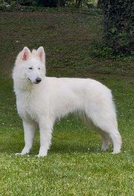 Étalon Berger Blanc Suisse - Vixi moon biale wilki z wilkowa