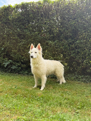 Étalon Berger Blanc Suisse - Unaya The Legend Of Maati