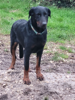 Étalon Berger de Beauce - Unebelle ruah argentee De sainte petronille