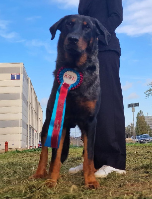 Étalon Berger de Beauce - CH. Jack argenté Des Gardiens De Rome