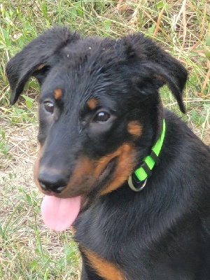 Étalon Berger de Beauce - Topaze noire De sainte petronille