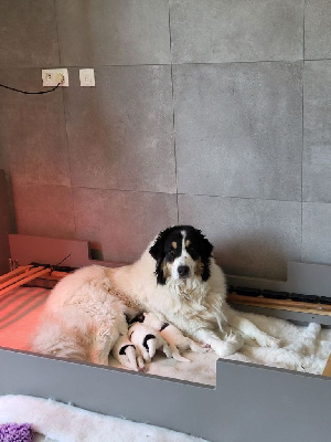 Étalon Berger de Bosnie-Herzegovine et de Croatie - Ljuska dalmatinski vrisak