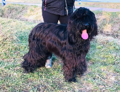 Étalon Berger de Brie - Vayko black pearl du Jardin aux Eglantines