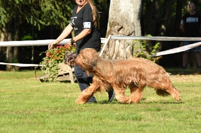 Étalon Berger de Brie - Roxane one blonde de Lady Fontaine la Belle