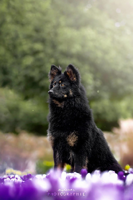 Étalon Berger de boheme - CH. Hera magnolia passco