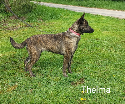 Étalon Berger hollandais - Thelma Du domaine des eurantes