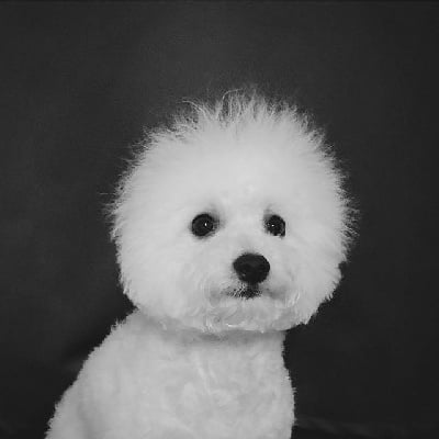 Étalon Bichon Frise - Pretty woman Des Collines De Manon