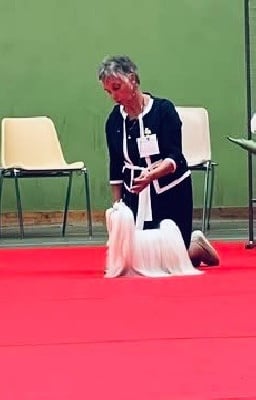 Étalon Bichon maltais - CH. Top modele baby de L'Adoree Peneloppe