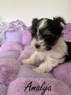 Étalon Biewer Terrier - Amalya (Sans Affixe)
