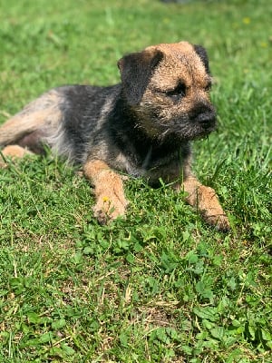 Étalon Border Terrier - Sweetpea girl (Sans Affixe)