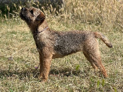 Étalon Border Terrier - Aiga Viva Vé la