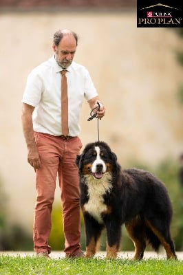 Étalon Bouvier Bernois - Urval du royaume des reves