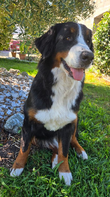 Étalon Bouvier Bernois - Victoria Le Jardin D'Ella