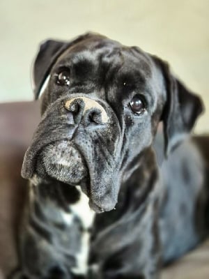 Étalon Boxer - Vaya con dios du Parc de Blossac